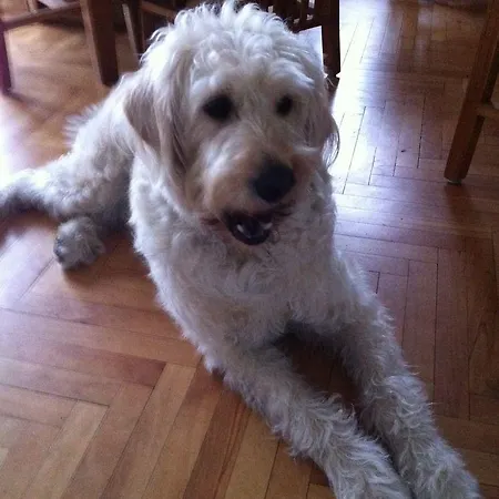 Forsthaus Am Πανσιόν