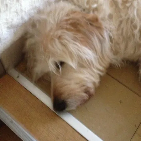 Πανσιόν Forsthaus Am