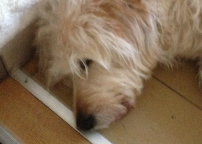 Maison d'hôtes Forsthaus Am